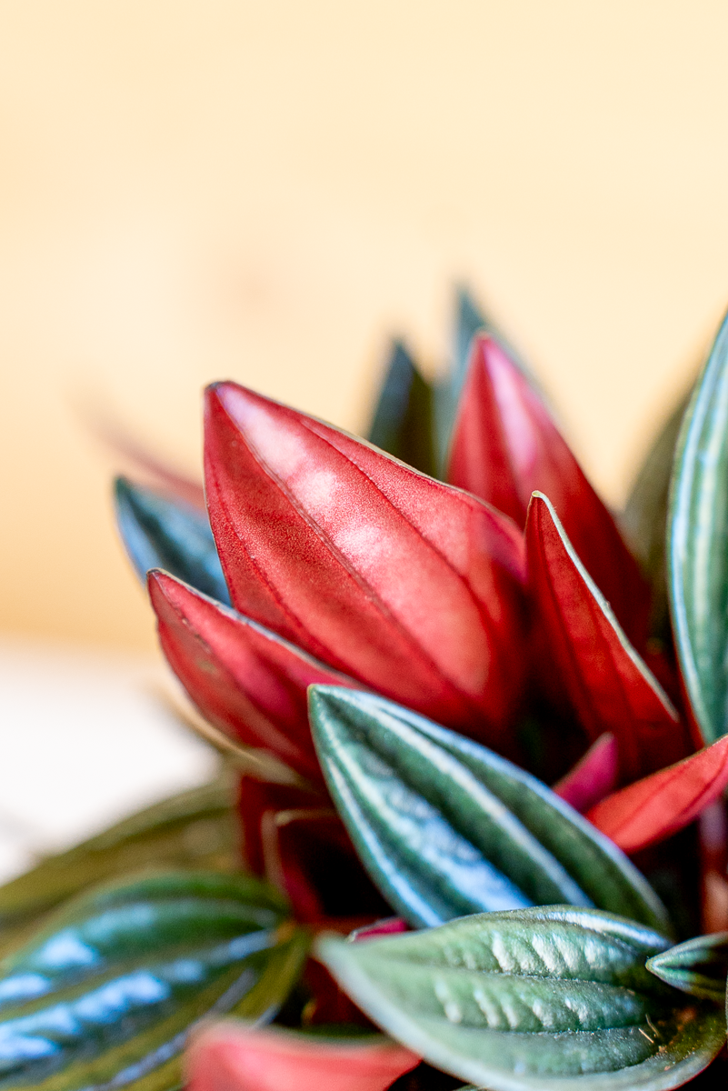 Peperomia Caperata Rossa