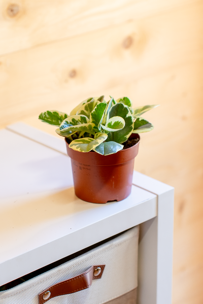 Peperomia Obtusifolia Variegata