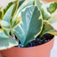 Peperomia Obtusifolia Variegata