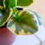 Peperomia Obtusifolia Variegata