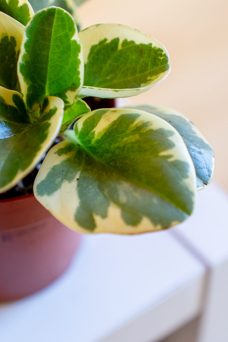 Peperomia Obtusifolia Variegata