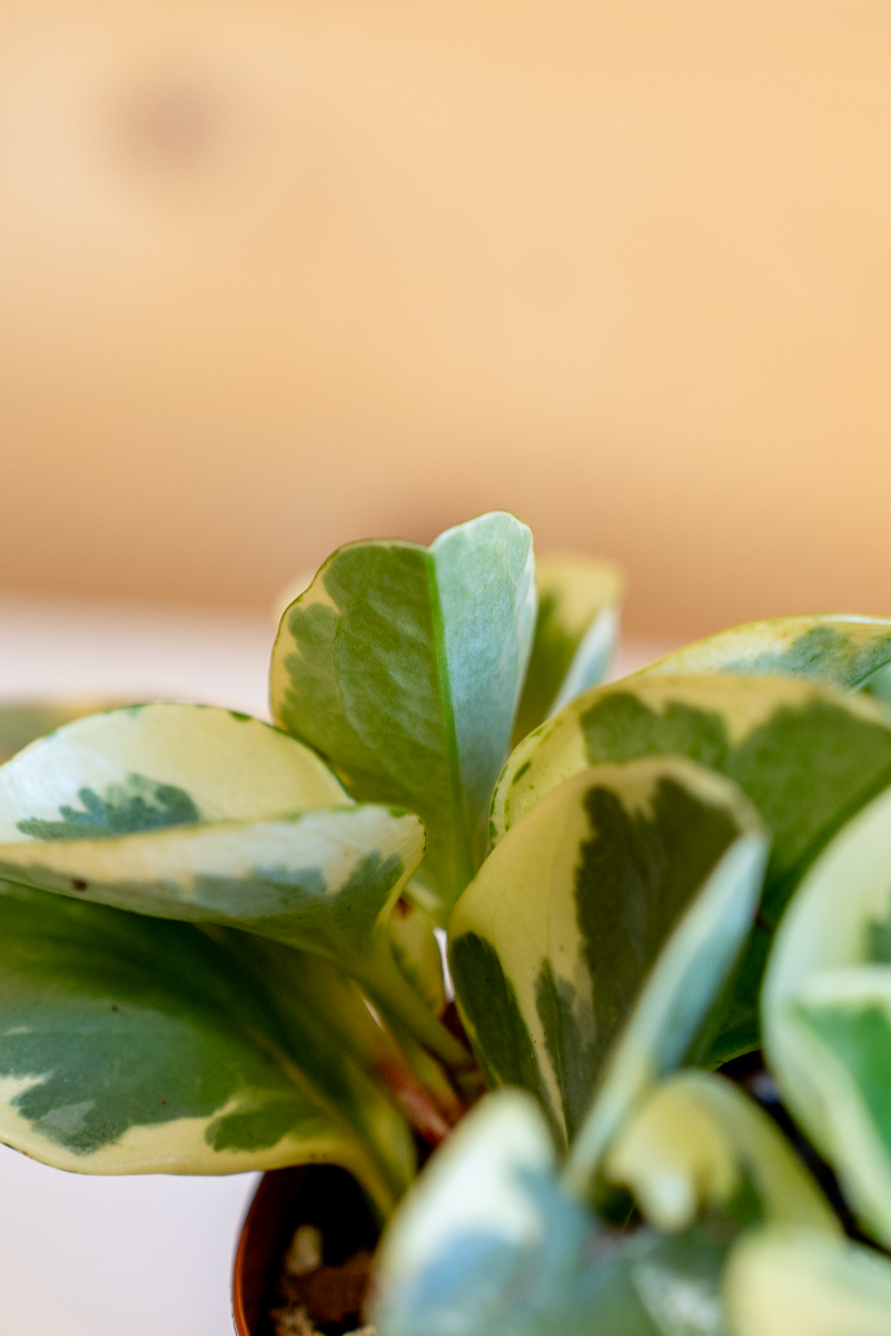 Peperomia Obtusifolia Variegata