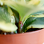 Peperomia Obtusifolia Variegata