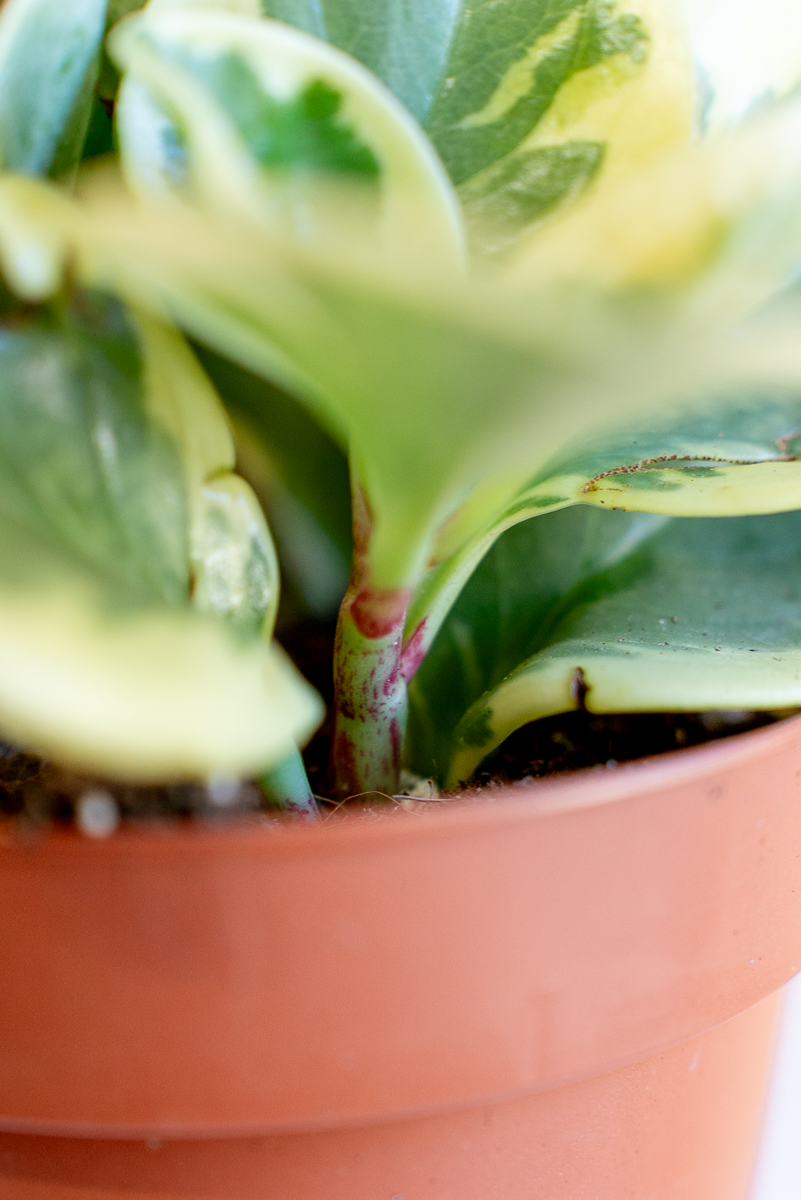 Peperomia Obtusifolia Variegata