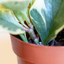 Peperomia Obtusifolia Variegata