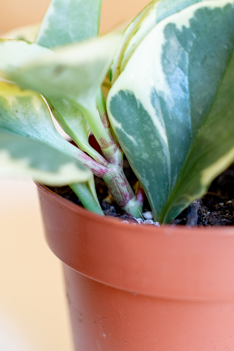 Peperomia Obtusifolia Variegata