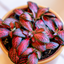 Fittonia