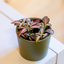 Fittonia