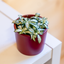 Fittonia