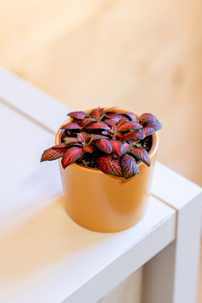 Fittonia