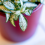 Fittonia