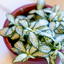 Fittonia