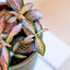 Fittonia