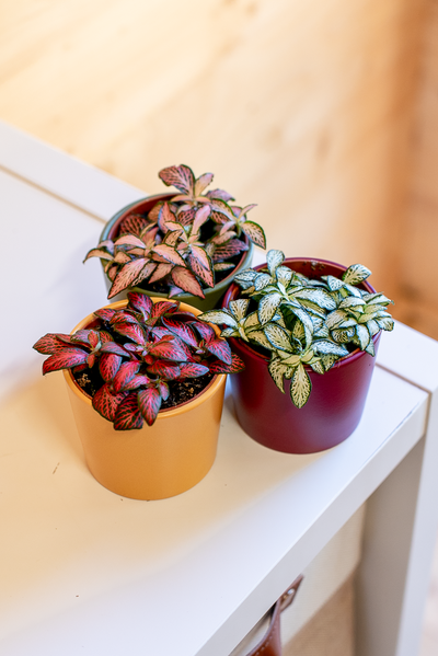 Fittonia