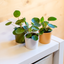 Pilea Peperomioides