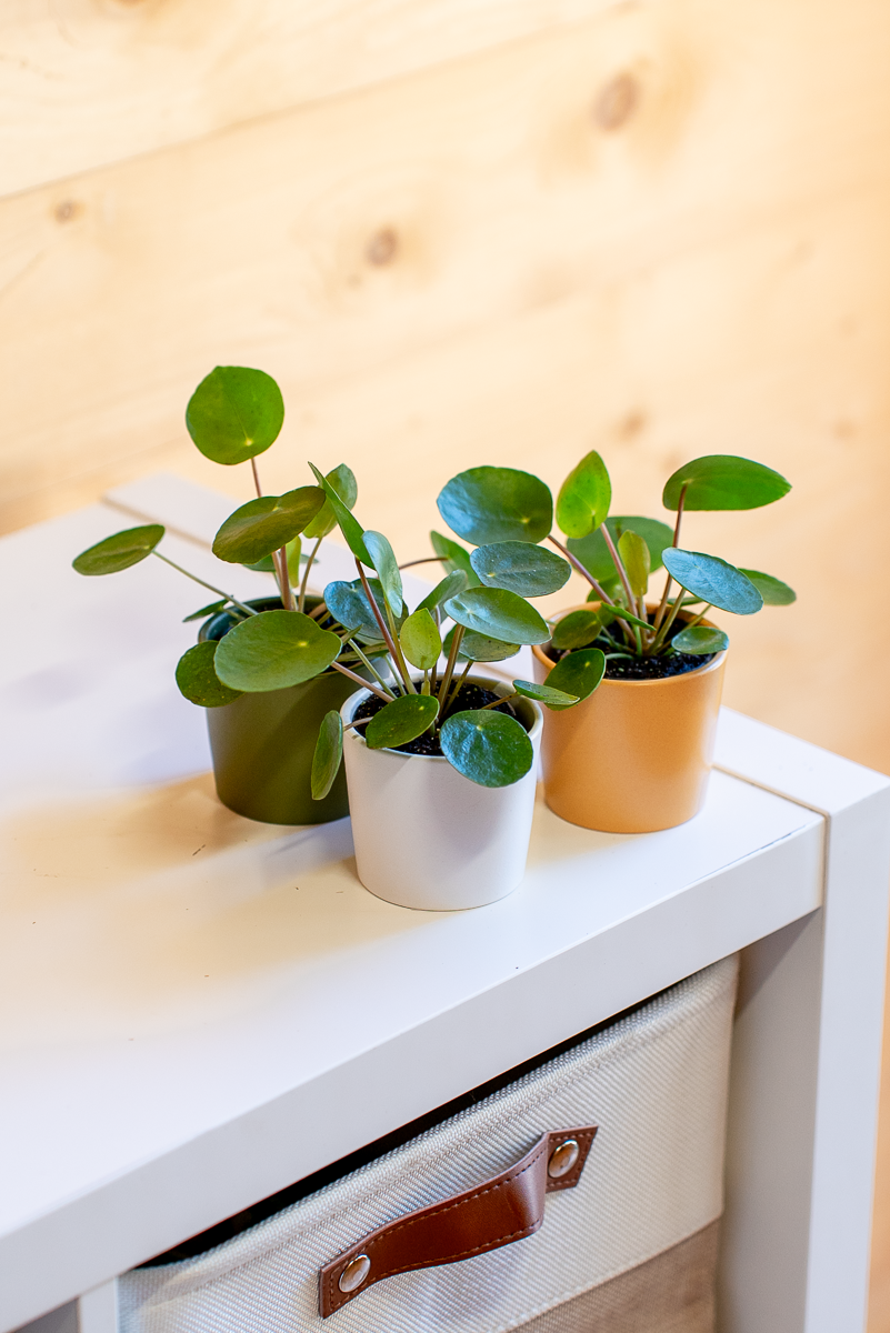 Pilea Peperomioides
