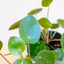 Pilea Peperomioides