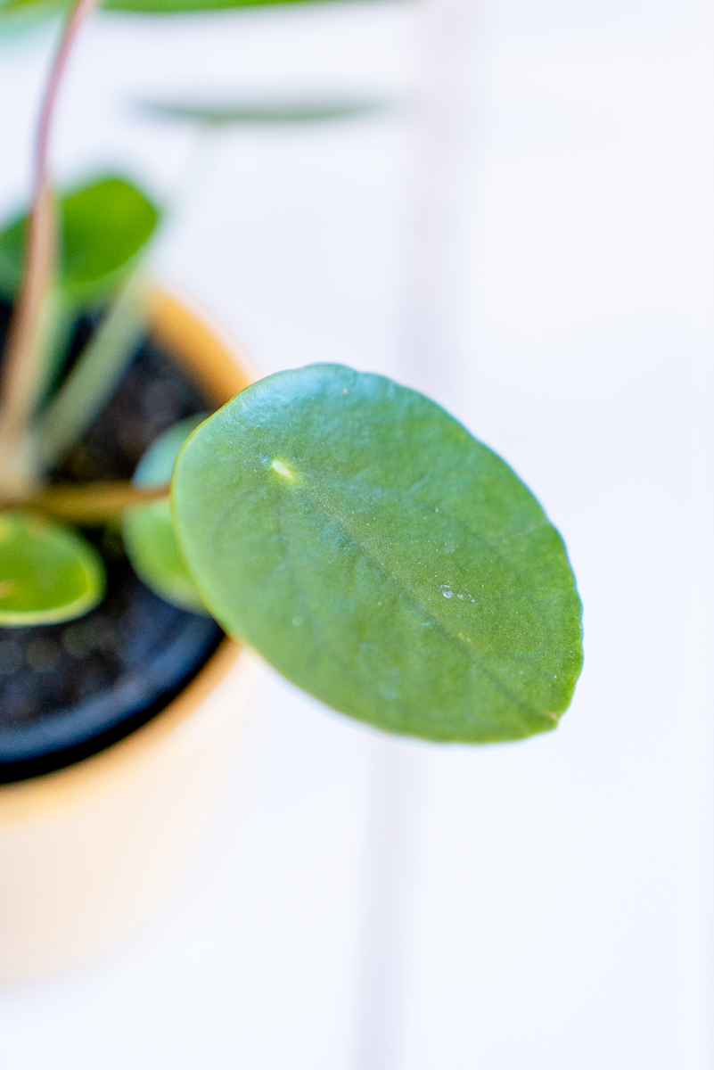 Pilea Peperomioides