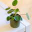 Pilea Peperomioides
