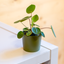 Pilea Peperomioides