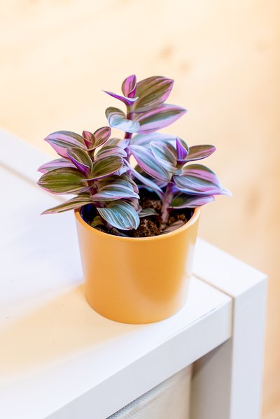 Tradescantia Nanouk