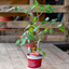 Pomodoro Grappolo