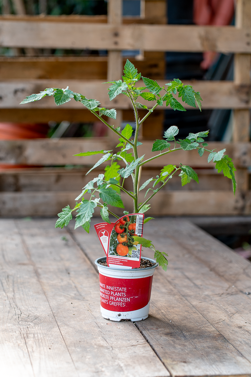 Pomodoro Grappolo