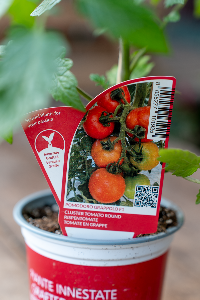 Pomodoro Grappolo