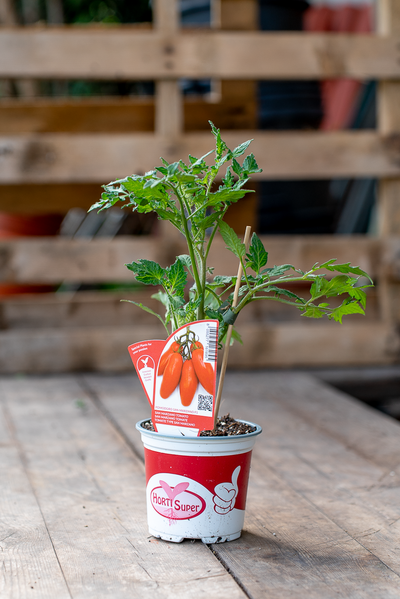Pomodoro San Marzano