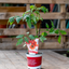 Pomodoro Marmande