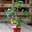 Pomodoro Tondo Giallo