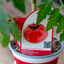 Pomodoro Tondo Liscio F1