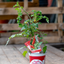 Pomodoro Datterino F1