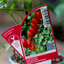 Pomodoro Datterino F1