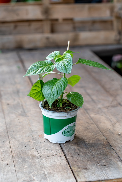Peperone Piccante Habanero Orange