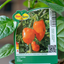 Peperone Piccante Habanero Orange