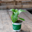 Peperone Piccante Carolina Reaper