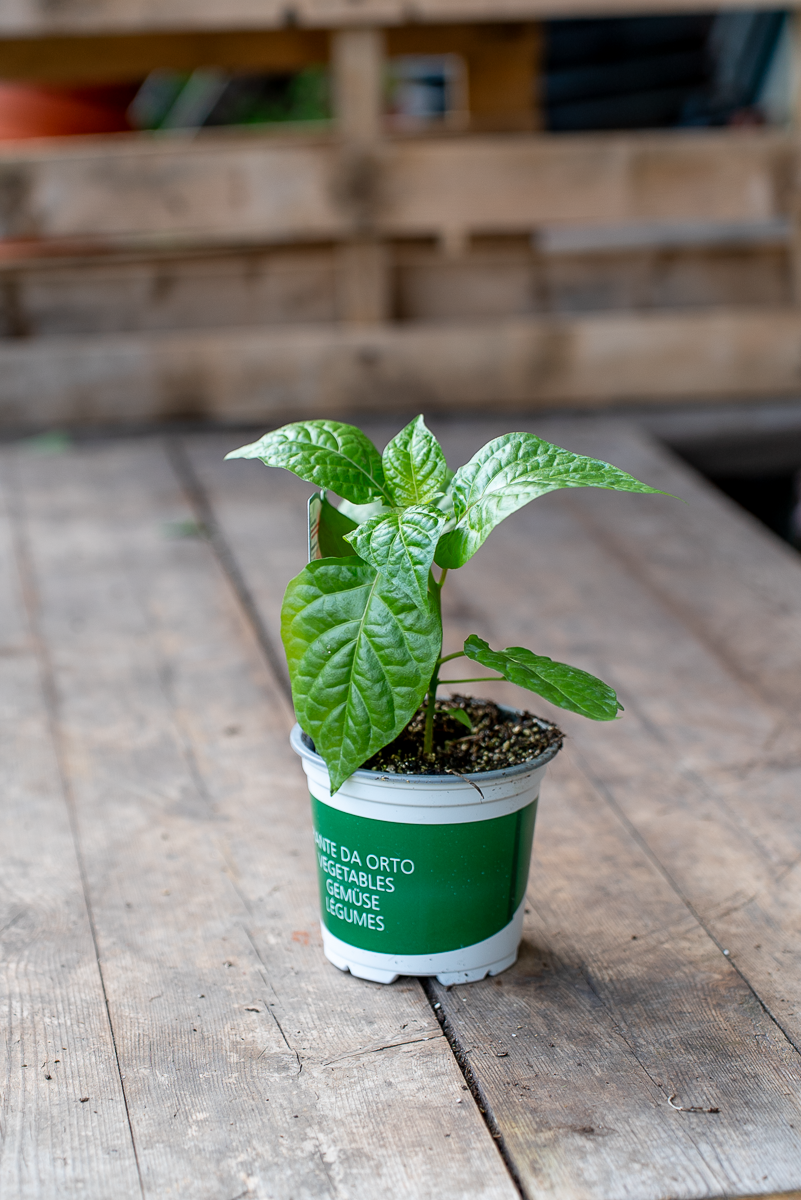 Peperone Piccante Carolina Reaper