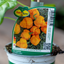 Peperone Piccante Skorpion Yellow