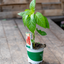 Peperoncino Piccolo Scotch Bonnet