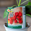 Peperoncino Piccolo Scotch Bonnet