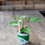 Peperone Piccante Naga Morich