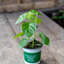 Peperone Piccante Habanero Red