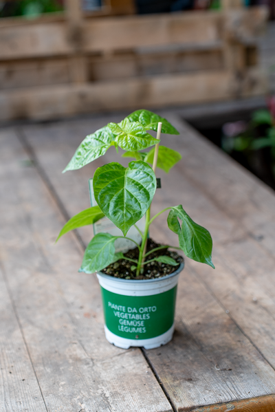 Peperone Piccante Habanero Red