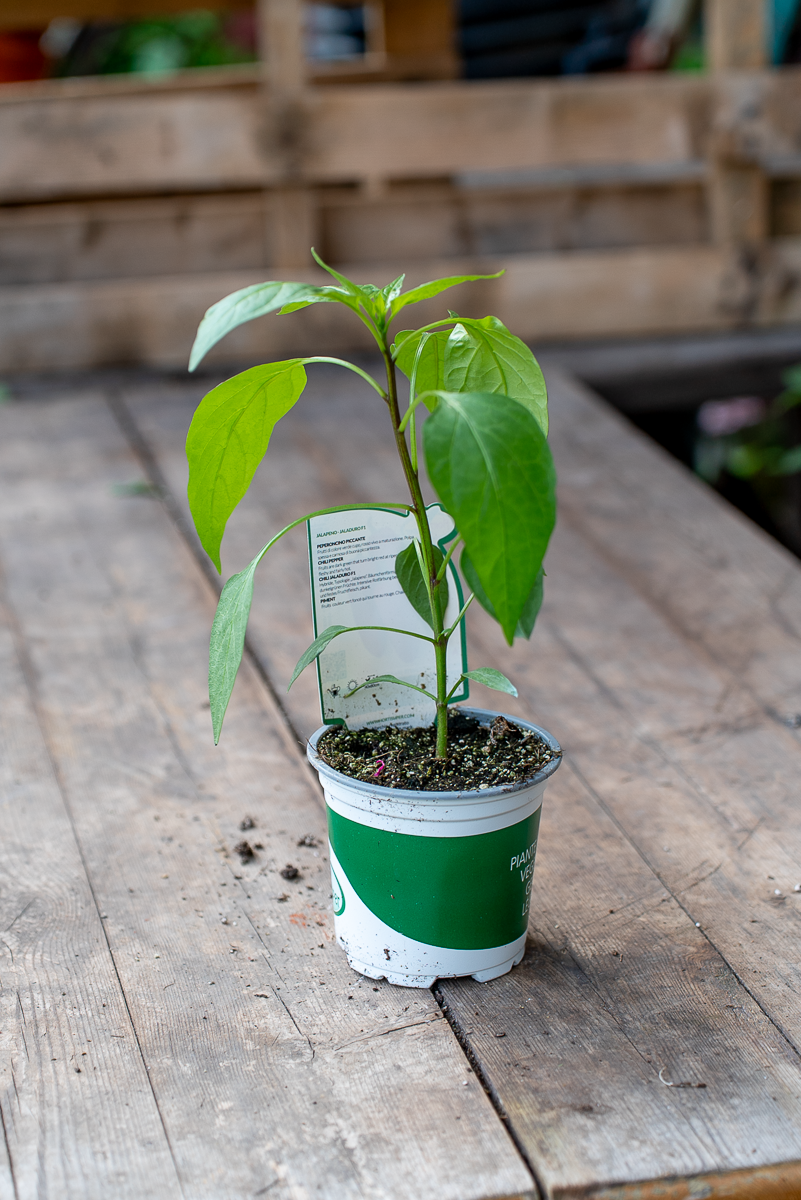 Peperone Piccante Jalapeno