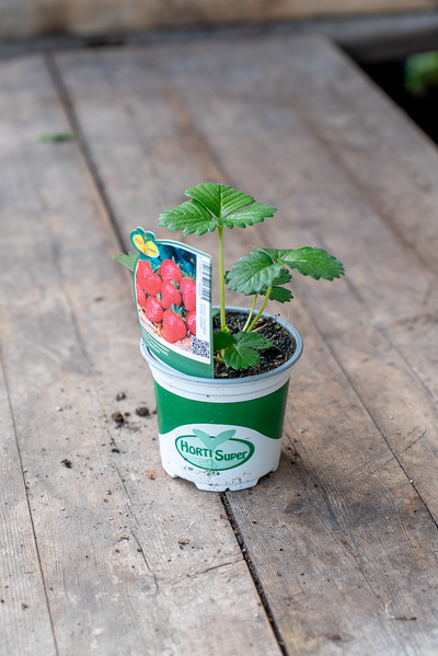 Fragola Eliana