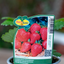 Fragola Eliana