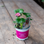 Fragola Summer Breeze Cherry