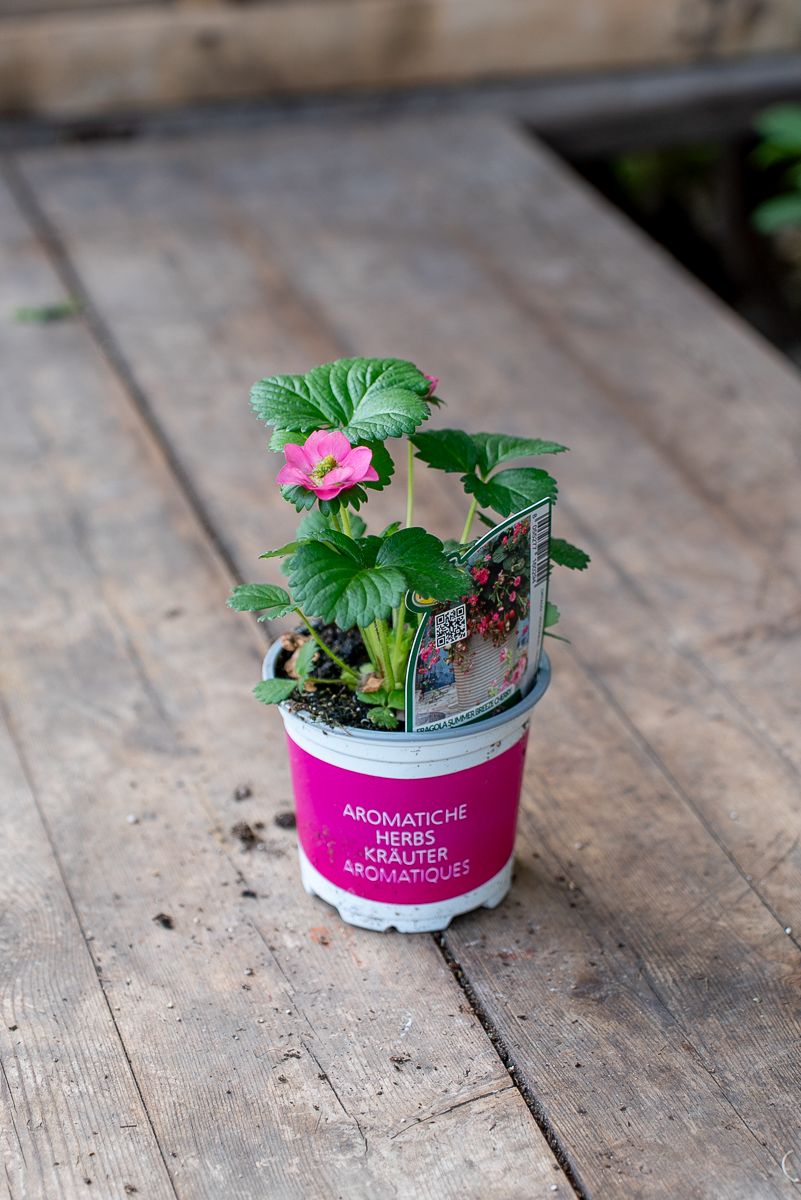 Fragola Summer Breeze Cherry
