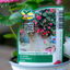 Fragola Summer Breeze Cherry